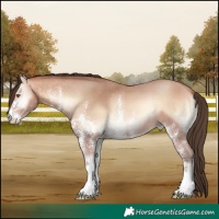 Horse Color:White Spotted Amber Champagne Onyx