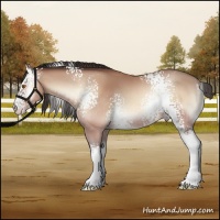 Horse Color:White Spotted Amber Champagne Onyx