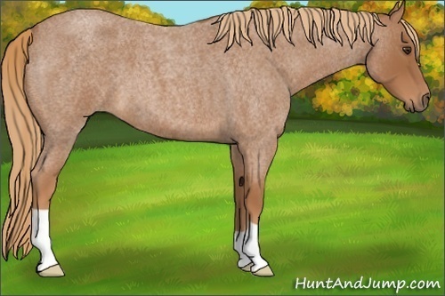 Horse Color:Red Roan 