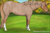 Horse Color:Red Roan 