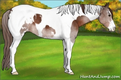 Horse Color:Liver Chestnut Sabino Tobiano Appaloosa 