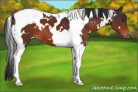 Horse Color:White Spotted Brown Tobiano Snowcap