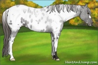 Horse Color:White Spotted Liver Chestnut Appaloosa 