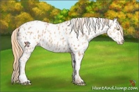 Horse Color:Gold Champagne Appaloosa  and Gold Champagne Appaloosa 