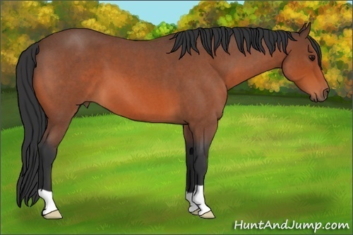 Horse Color:Bay Roan 