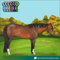 Horse Color:Bay 