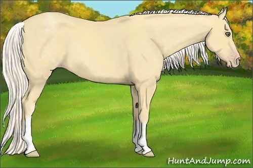 Horse Color:White Spotted Gold Cream Champagne 