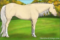 Horse Color:White Spotted Gold Cream Champagne 