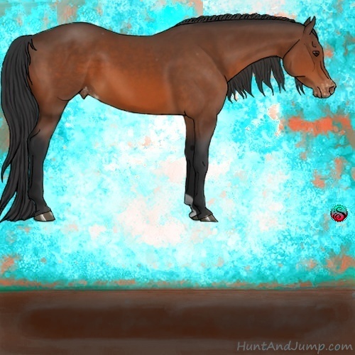 Horse Color:Bay Varnish 