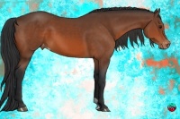 Horse Color:Bay Varnish 