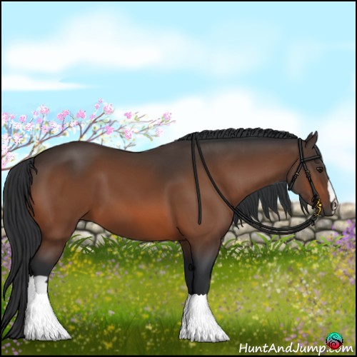 Horse Color:Bay 