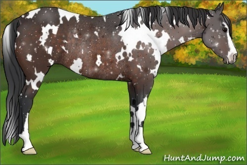 Horse Color:White Spotted Brown Sabino Rabicano 