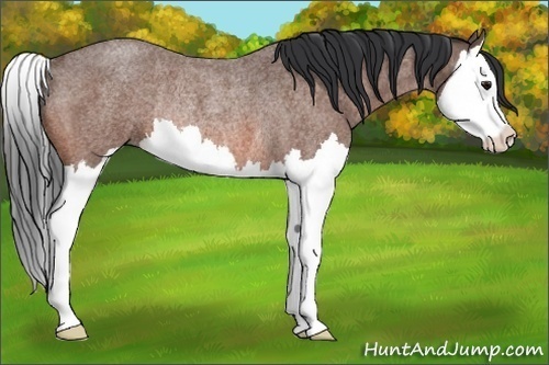Horse Color:Bay Roan Splash Rabicano 