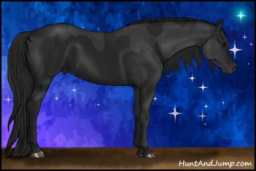 Horse Color:Black  and Gray Black 