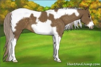 Horse Color:Chocolate Palomino Tobiano Frame 
