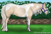 Horse Color:Palomino Pearl Tobiano