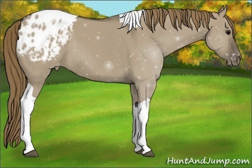 Horse Color:Smoky Grullo Tobiano Appaloosa Rabicano 