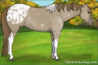 Horse Color:Smoky Grullo Tobiano Appaloosa Rabicano