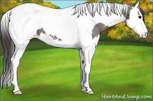 Horse Color:Grullo Splash Tobiano Near Fewspot 