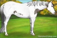 Horse Color:Grullo Splash Tobiano Near Fewspot 
