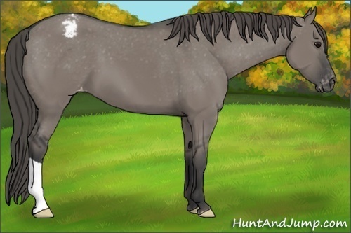 Horse Color:Grullo Varnish