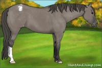Horse Color:Grullo Varnish 