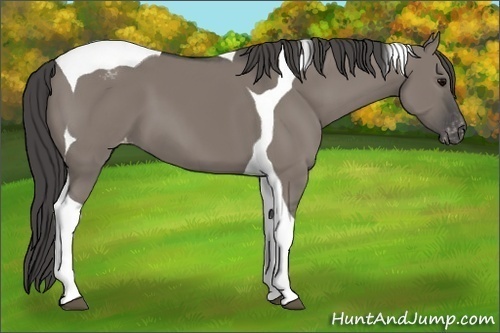 Horse Color:Grullo Tobiano Snowcap