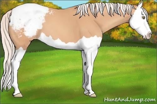 Horse Color:Silver Amber Champagne Splash Snowcap 