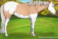 Horse Color:Silver Amber Champagne Splash Snowcap 