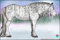 Horse Color:White Spotted Blue Roan Rabicano  and White Spotted Silver Blue Roan Rabicano 