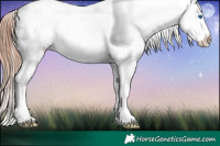 Horse Color:White Spotted Chestnut Splash Appaloosa 