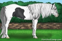 Horse Color:Black Splash Tobiano