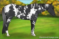 Horse Color:White Spotted Black