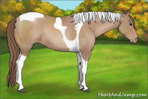 Horse Color:Black Pearl Tobiano Rabicano 