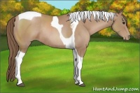 Horse Color:Black Pearl Tobiano Rabicano 