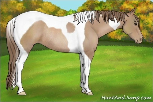 Horse Color:Black Pearl Tobiano Rabicano