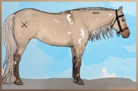 Horse Color:White Spotted Silver Brown Dun 