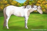 Horse Color:Grullo Pearl Tobiano Rabicano 
