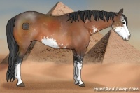 Horse Color:Brown Sabino 