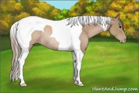 Horse Color:Black Pearl Tobiano Rabicano