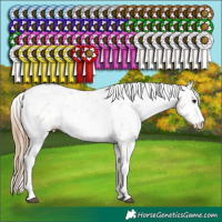 Horse Color:Black Pearl Sabino Rabicano 