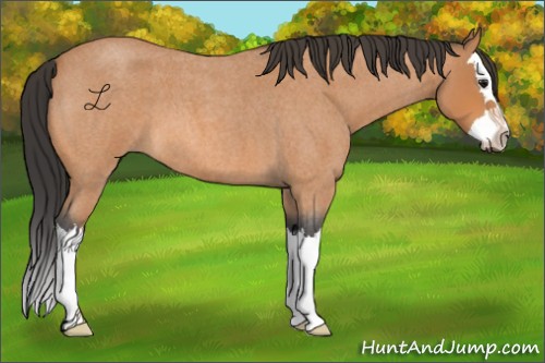Horse Color:Bay Roan Splash 