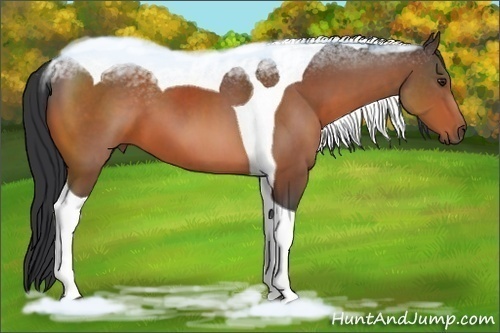 Horse Color:Brown Sabino Tobiano 