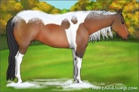 Horse Color:Brown Sabino Tobiano 