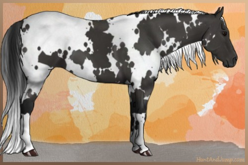 Horse Color:Gray White Spotted Black 