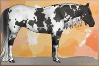 Horse Color:Gray White Spotted Black