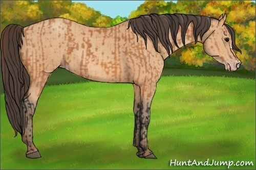 Horse Color:Bay  and Amber Champagne 