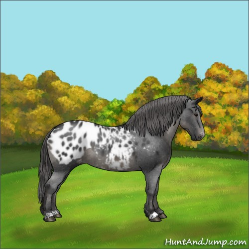 Horse Color:Black Appaloosa 