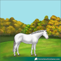 Horse Color:Liver Red Dun Splash Near Leopard 