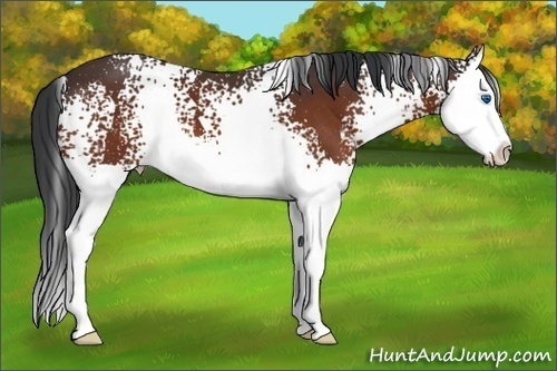 Horse Color:White Spotted Brown Splash 